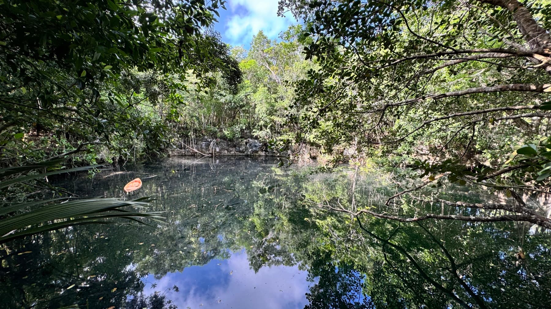 A jungle cenote pond ringed by mangroves